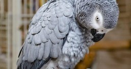 公务员鹦鹉因为骂脏话被开除,回家后竟学会用智能音箱购物