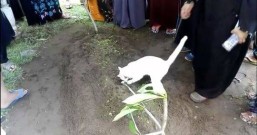 爱猫爷爷过世 猫咪送葬趴墓抱棺不肯离开