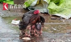下雨也别怕！鸡妈妈用羽翼裹住宝宝自己却被淋得湿透
