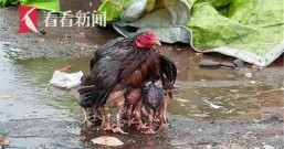 下雨也别怕!鸡妈妈用羽翼裹住宝宝自己却被淋得湿透